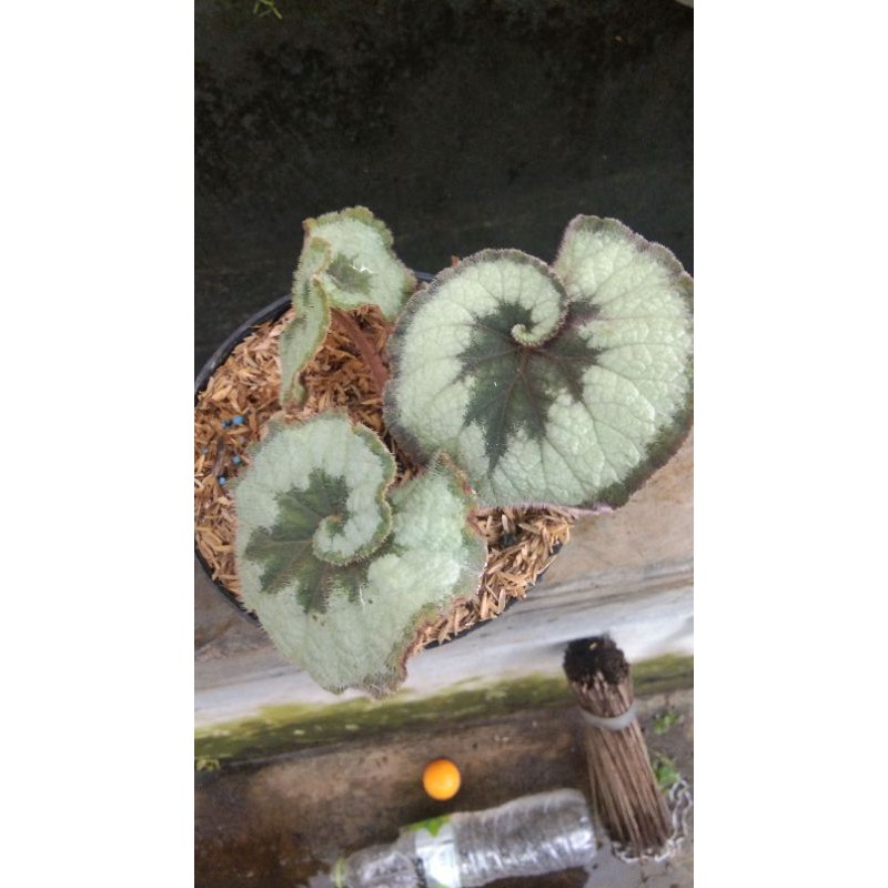 Tanaman hias bunga hidup Begonia Keong Hijau