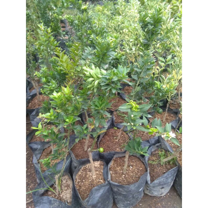 Berbunga / Berbuah BIBIT TANAMAN JERUK KEPROK BRAZIL BERBUNGA/BERBUAH bibit jeruk Keprok