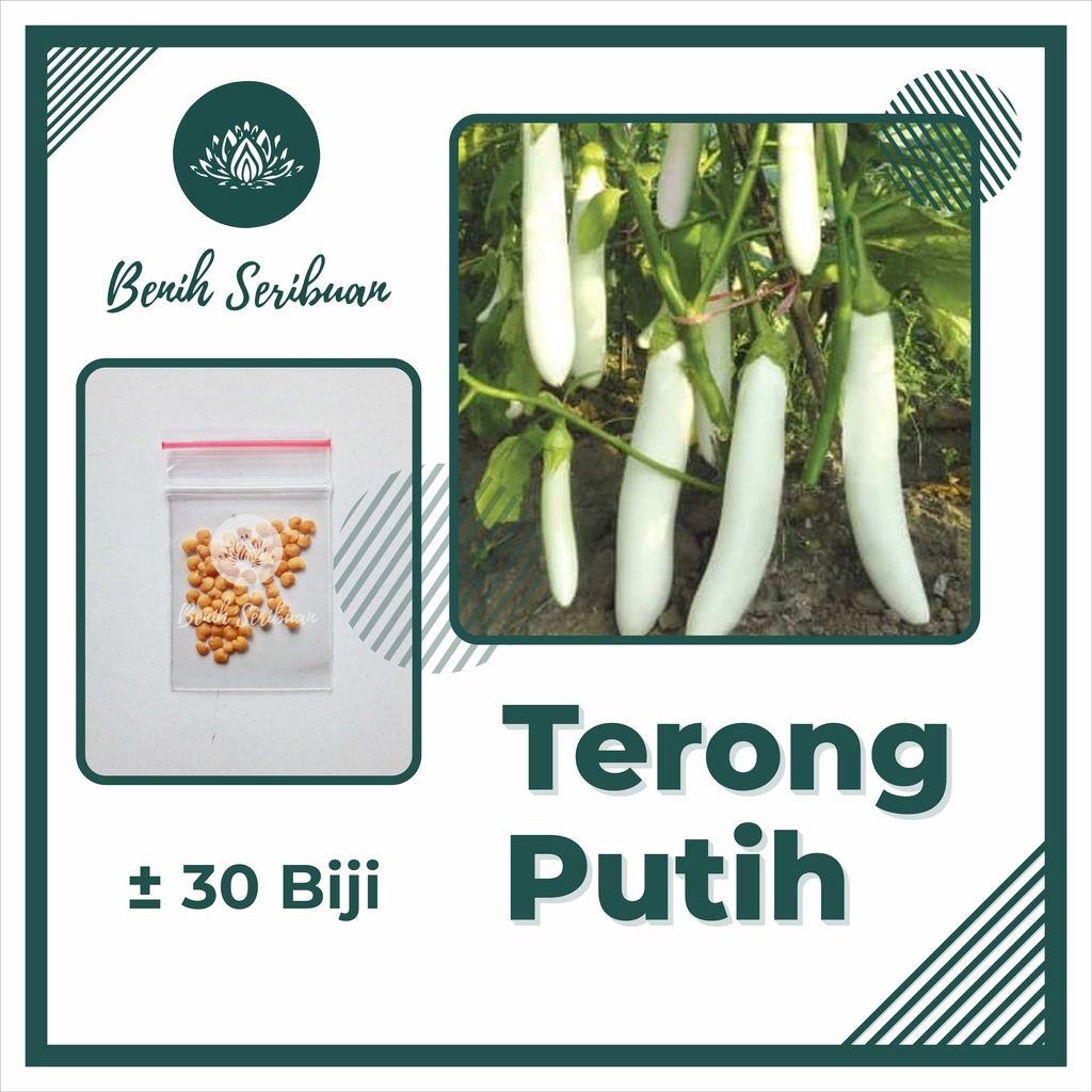 TERMURAH Bibit Sayuran Benih Sayur Paket Lengkap Tanaman Hidroponik Kangkung Bayam Cabe Sawi Unggul-TERONG PUTIH