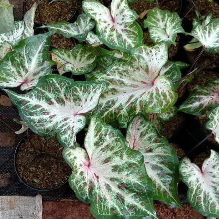 Tanaman Hias Alocasia - Caladium Bicolor - Keladi Corong - Tanamanhias