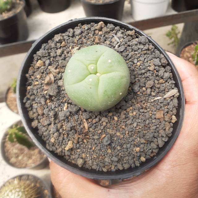Lophophora pot 10cm