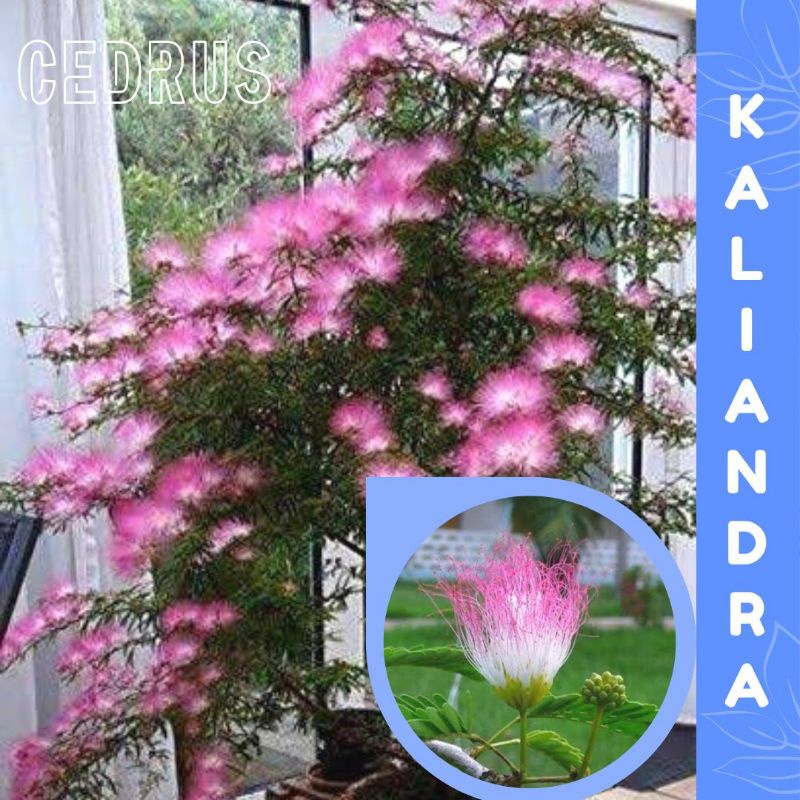 Benih KALIANDRA PINK (isi-8) Bibit Biji Pohon Bunga