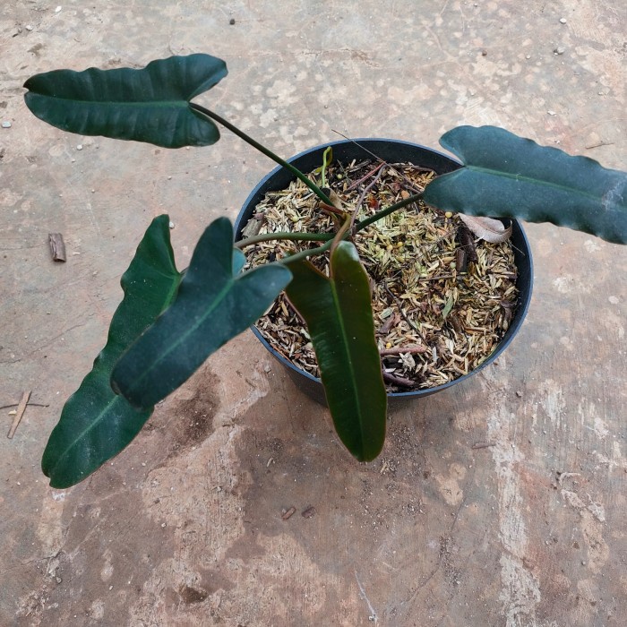 philodendron billitiae x atabopoense