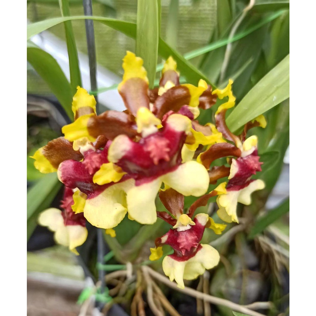 ( SPIKE / BERBUNGA ) Oncidium Space Race ‘Coco’