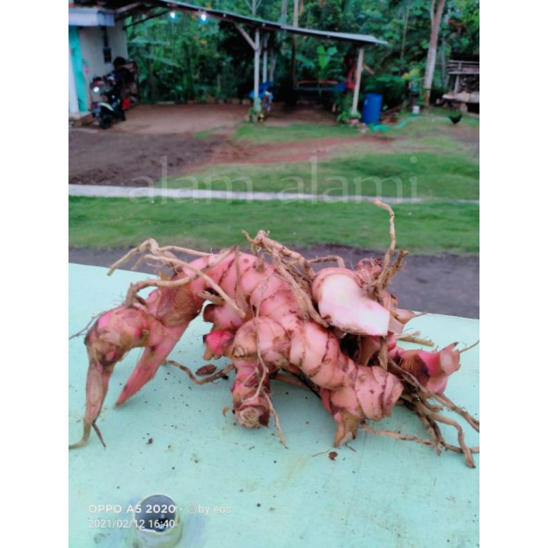 

500 gram lengkuas laos merah segar