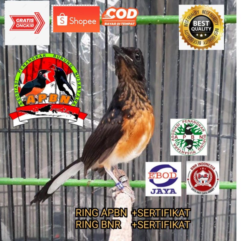 MURAI TROTOL BAHOROK ISTIMEWA DOBEL RING APBN DAN BNR