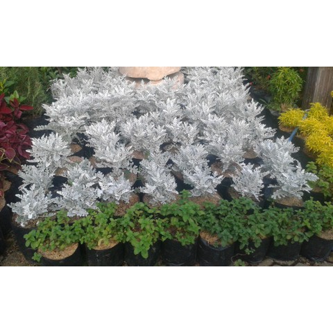 silver dust-daun perak bibit tanaman hias daun