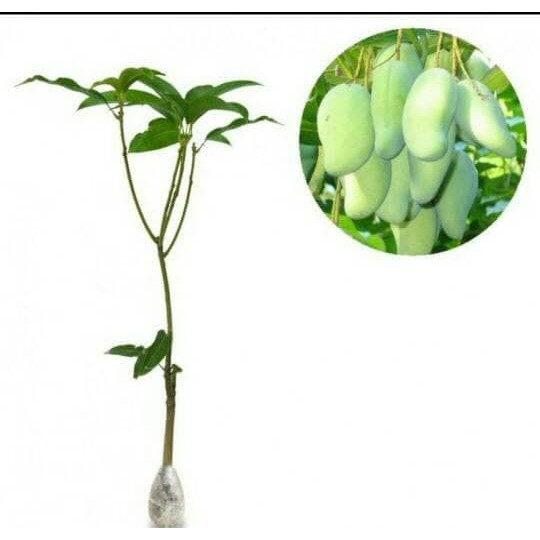 tanaman buah mangga gajah
