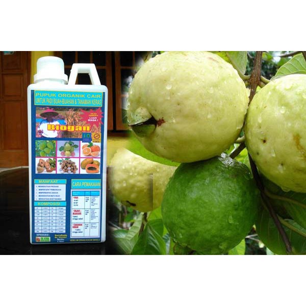 PUPUK ORGANIK CAIR BIOGAN UNTUK TANAMAN BUAH JAMBU