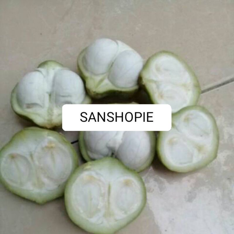 

Buah kemiri muda atau buah muncang segar fresh