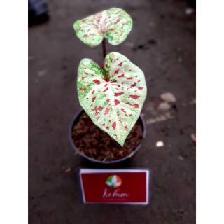 Tanama Hias Caladium Shycool Shopee Indonesia