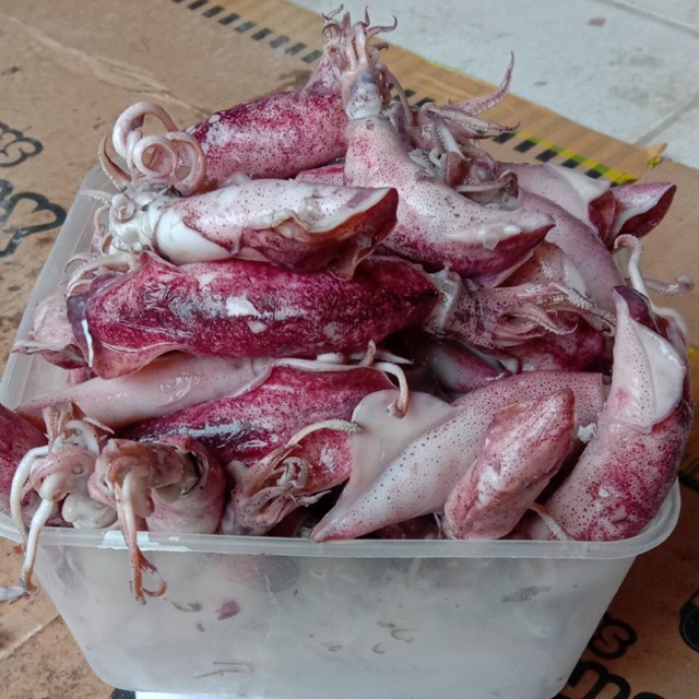 

Cumi Asin Telur grosir kiloan