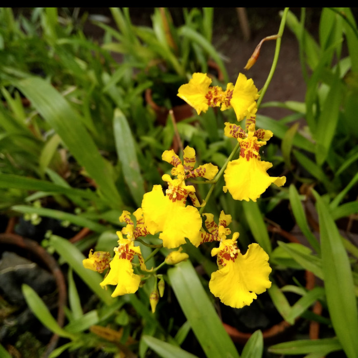 anggrek oncidium golden sower golden shower - spike