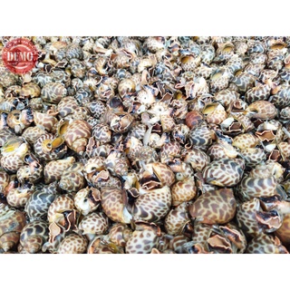 Jual Keong Hidup Keong Macan Seafood Segar Fresh Laut | Shopee Indonesia