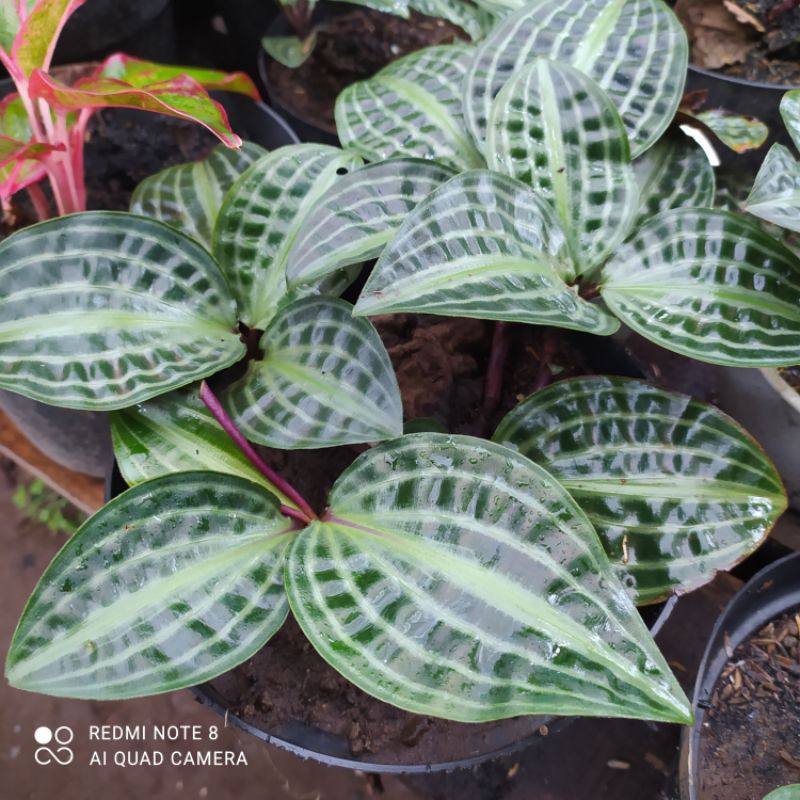 TANAMAN HIAS BEGONIA PANCING KURA