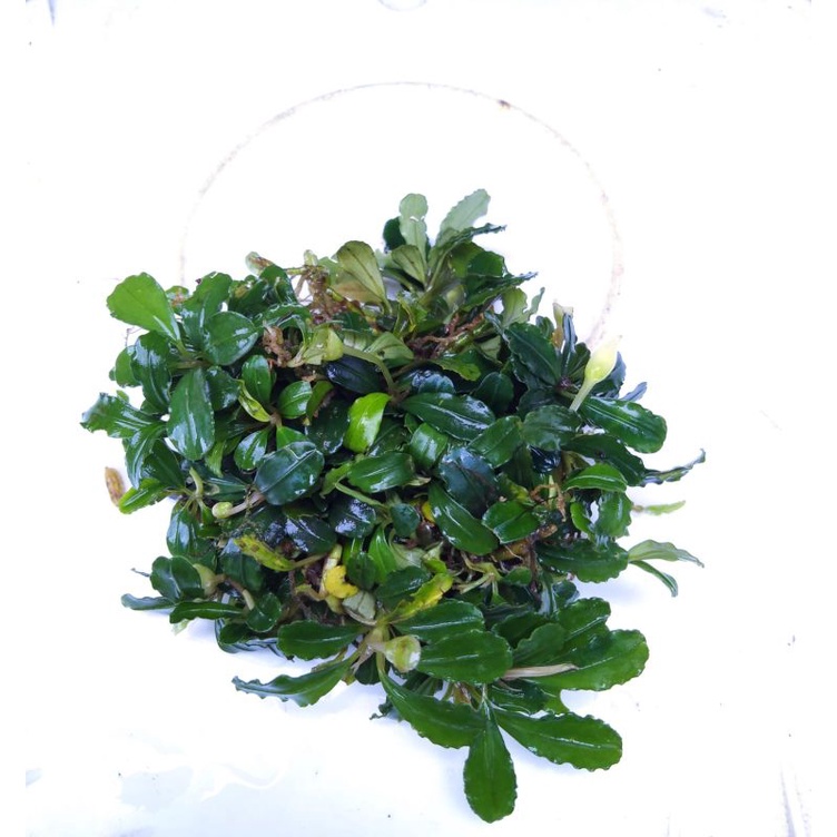 bucep miniboyan sp 500 gram