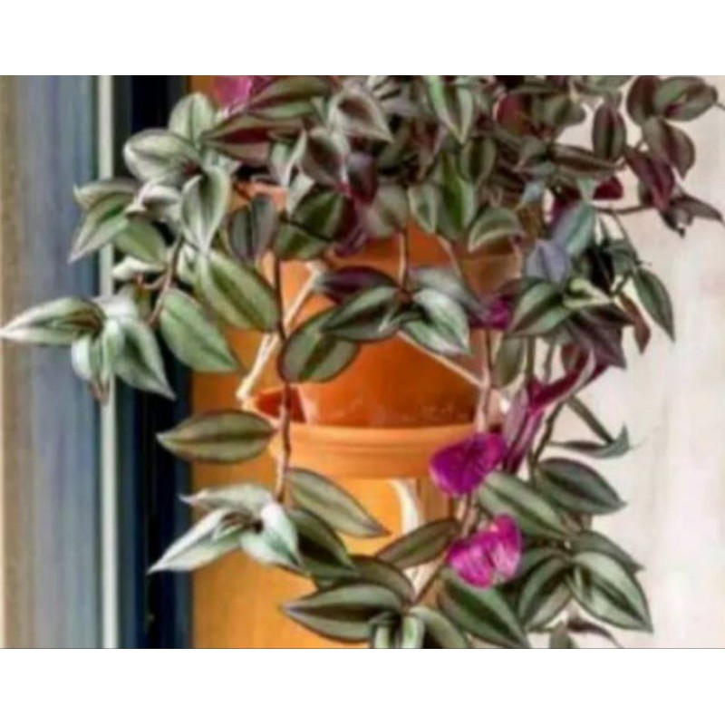 Tanaman hias Gantung Tradescantia-bibit tanaman hias gantung