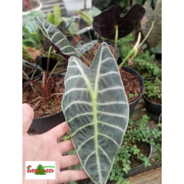 Alocasia watsoniana