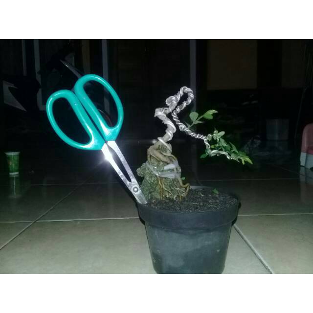 Bonsai tekukan ulmus micro