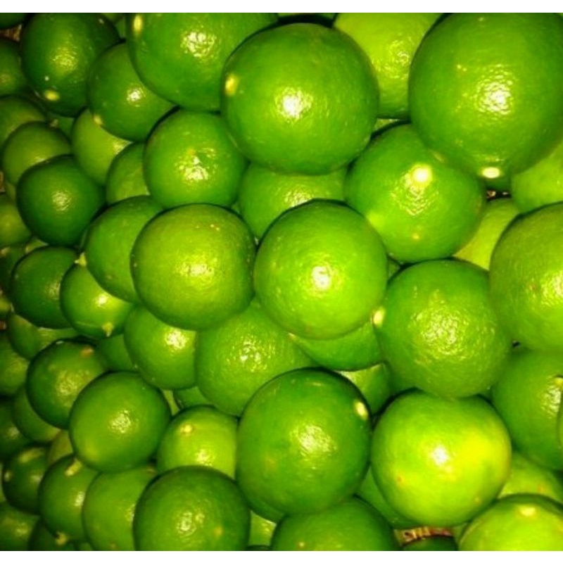 

Jeruk nipis segar 1kg.