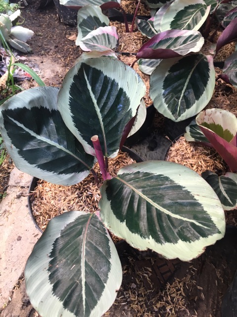 Bunga Calathea  Sintia Galeri Tanaman Hias