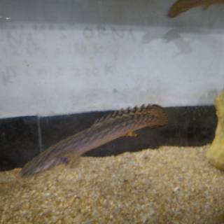 Ikan Palmas Orna | Shopee Indonesia