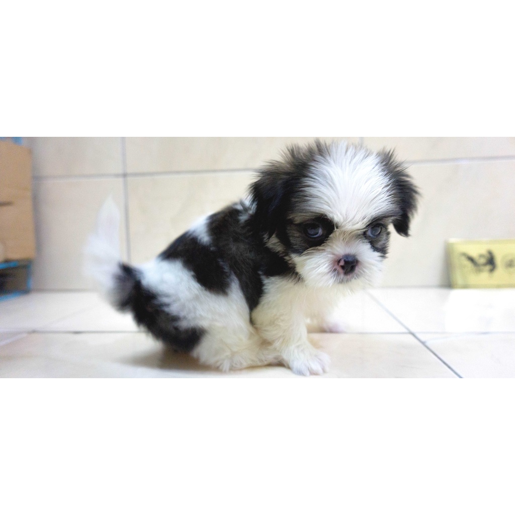 Shihtzu Stb Vaksin Microchip Sitsu Shih-tzu Sitzu Ready Jual Anjing di Medan