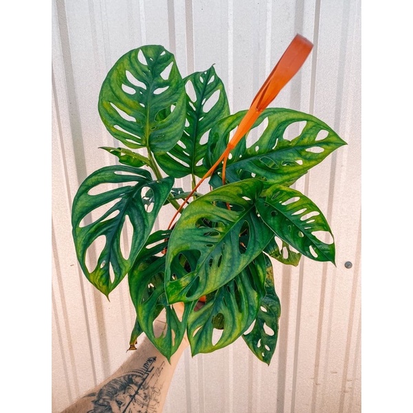 tanaman hias hidup monstera obliqua janda bolong Tanaman Hidup+Bunga Hidup -kembang hidup asli-bunga