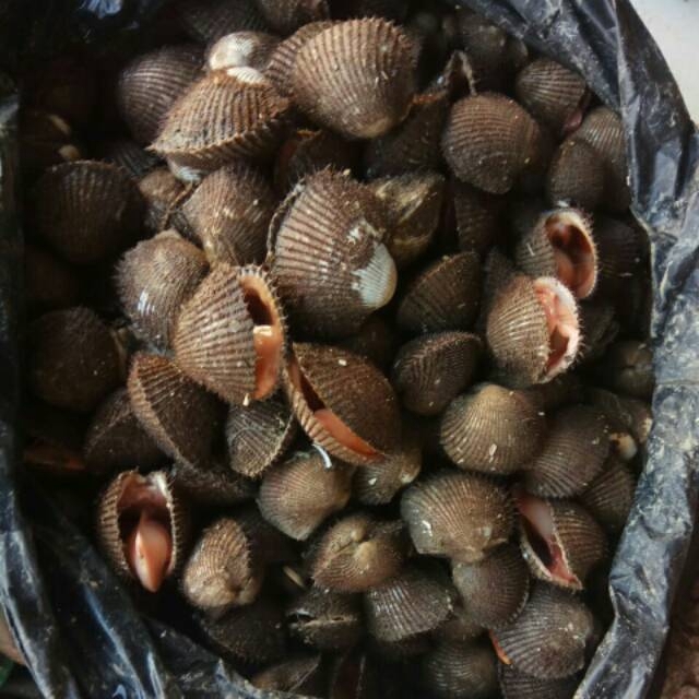 

KERANG BULU (1KG)