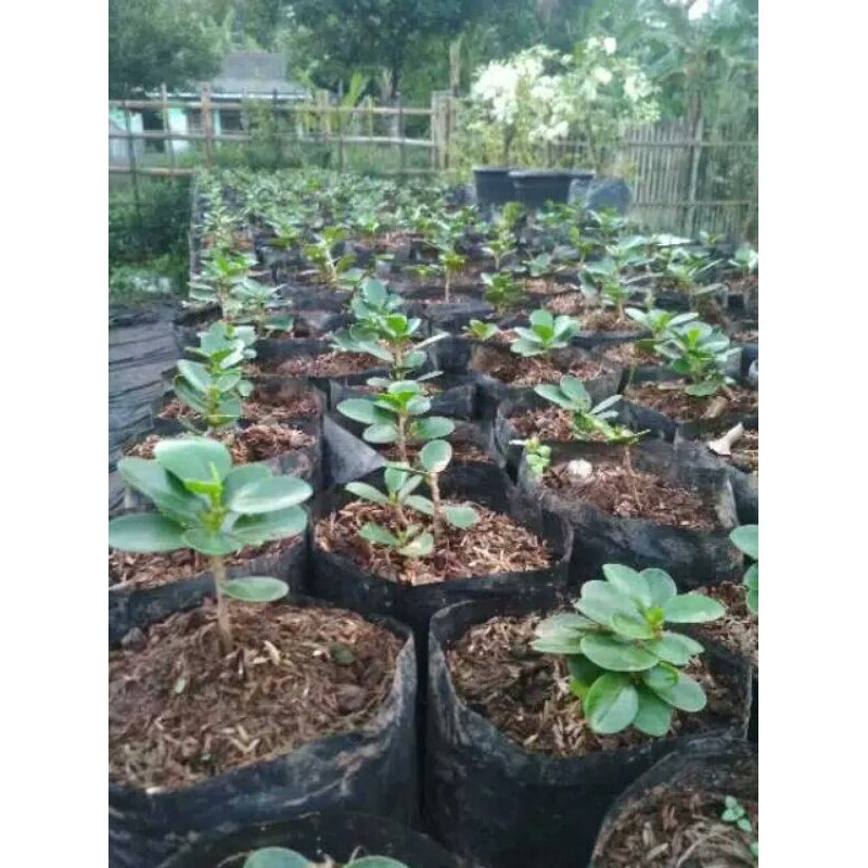 Dolar mangkok/ Mikro original