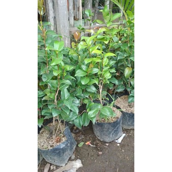 Camelia pink  (Camelia japonica) - tanaman Camelia pink - bunga Camelia pink MURAH
