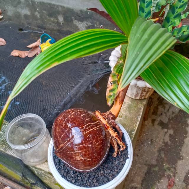 Bonsai Kelapa Binsai Kelapa Kuning