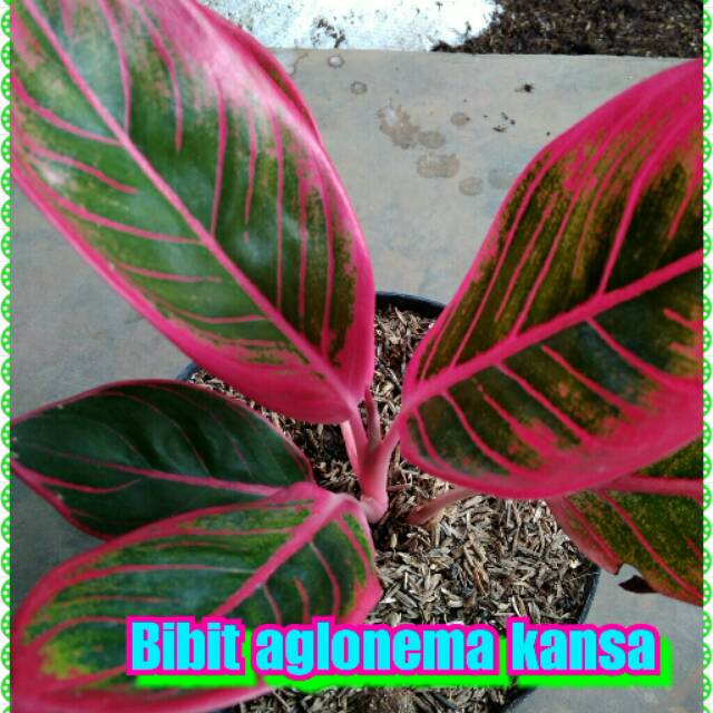 Bibit aglonema kansa