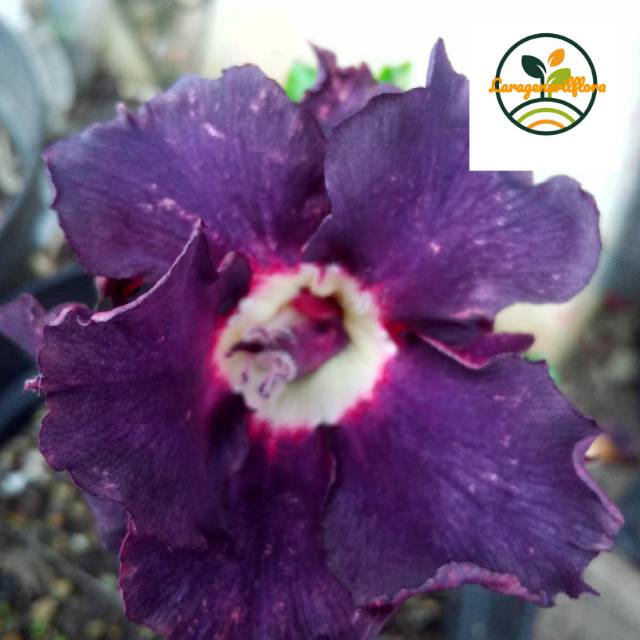 

Bibit Bunga Kamboja adenium Jepang no 14