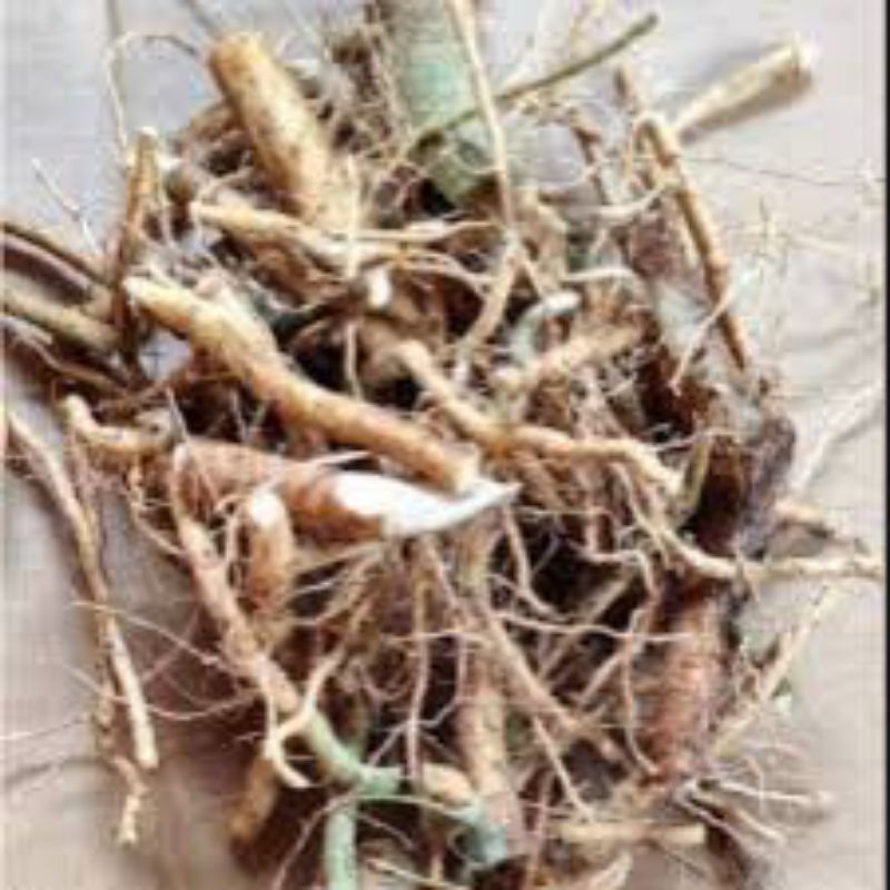 

Akar sidaguri/ sidagori/ sadagori sedar 1kg basah