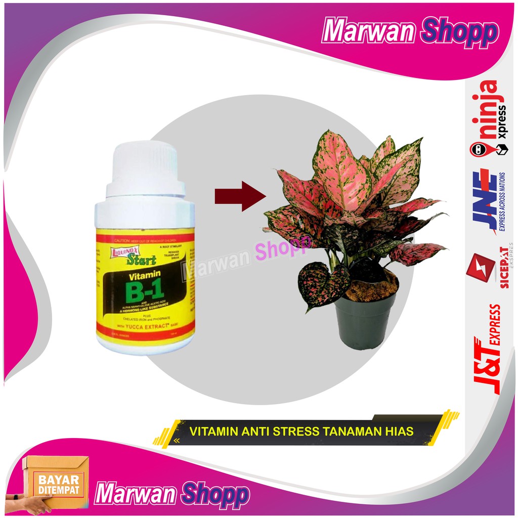 PUPUK VITAMIN B1 LIQUINOX TANAMAN HIAS PERANGSANG PERTUMBUHAN AKAR MARWAN SHOPP