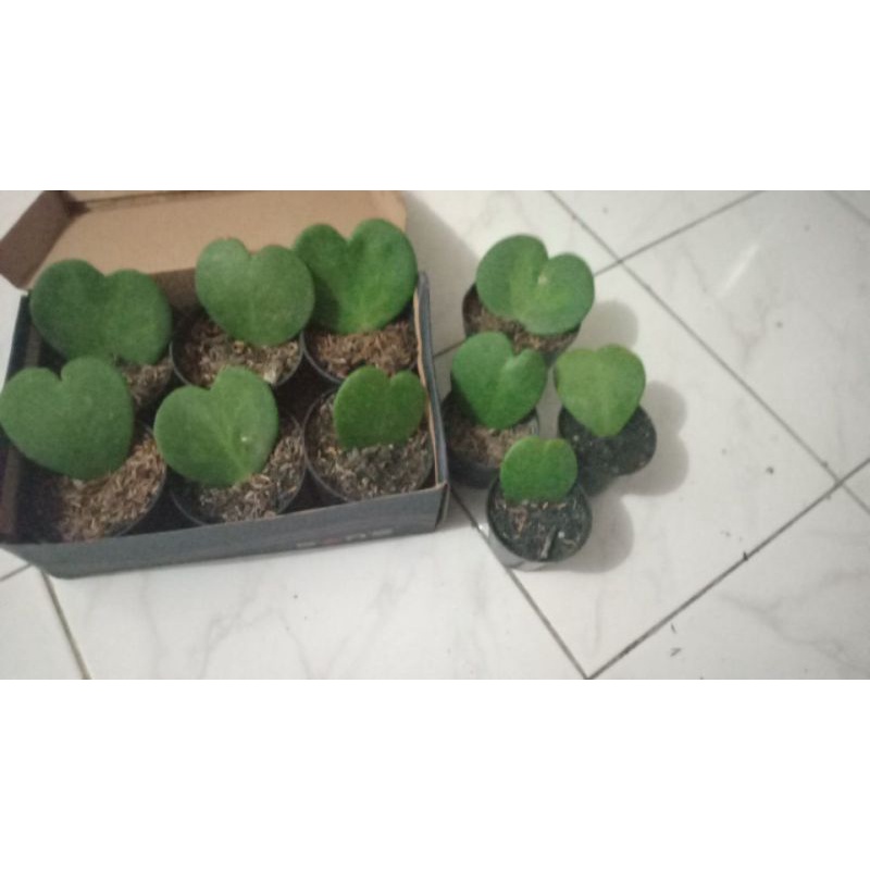 Kaktus Sukulen || Hoya Love - Kerii