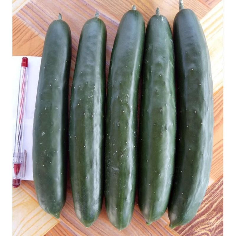 Bibit Sayur Timun Jepang Hibrida - Benih Sayuran