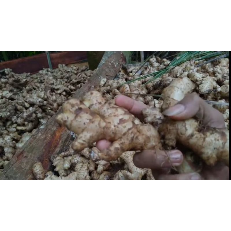 

jahe segar 1kg