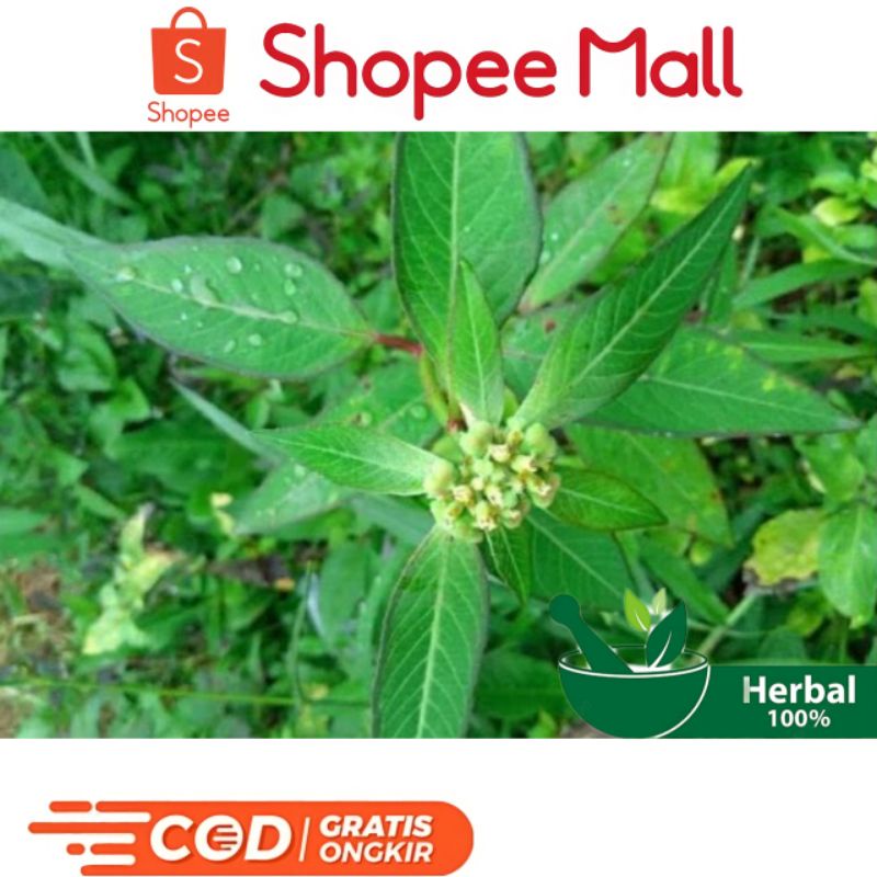 

Daun Kate Mas/Daun Sena Segar/300Grm