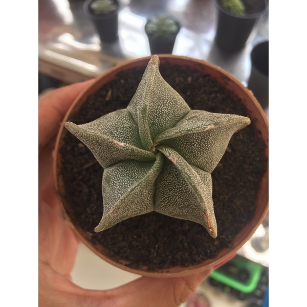 Astrophytum Myriostigma