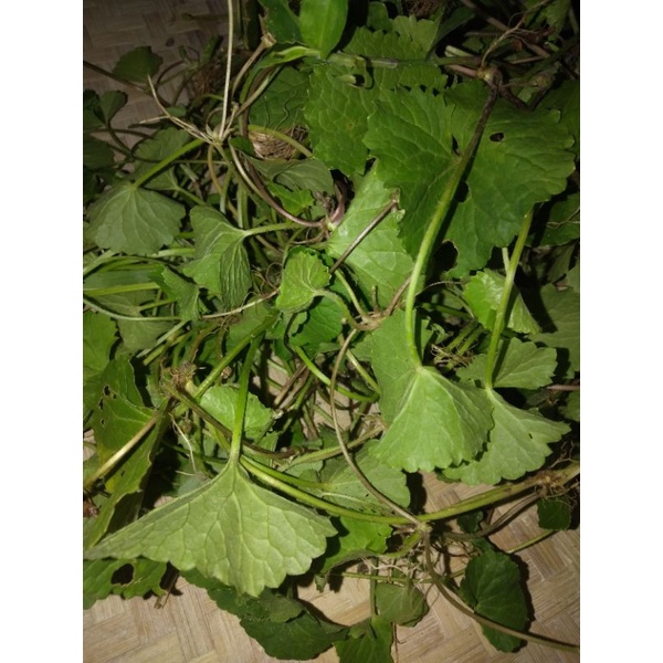 

DAUN PEGAGAN/ANTANAN 250Gram