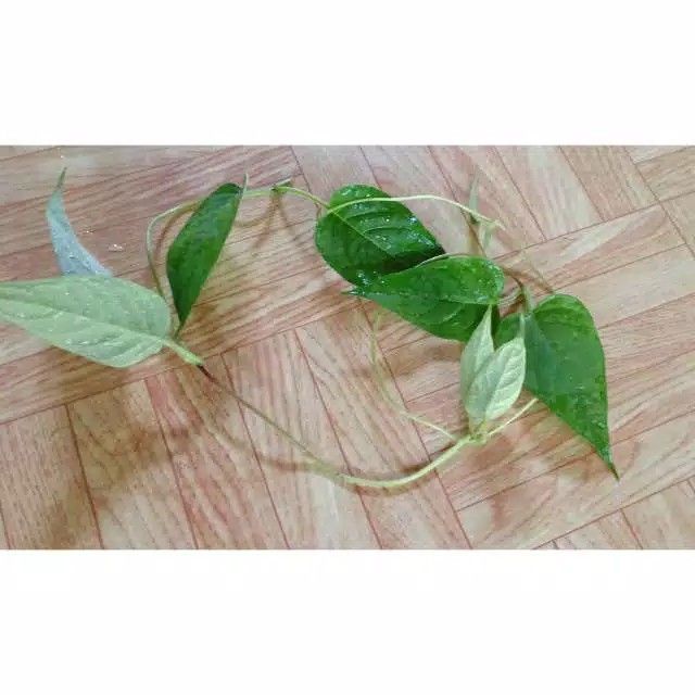 

Herbal Daun kentut / daun sembukan / daun kahitutan 250gram