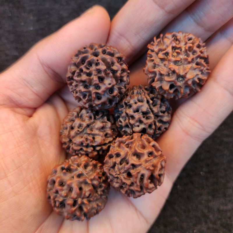 1 kilogram jenitri besar