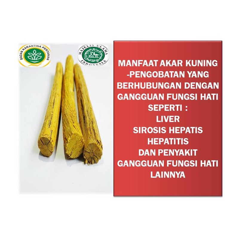 

AKAR BAJAKAH KUNING ASLI KALIMANTAN 1KG