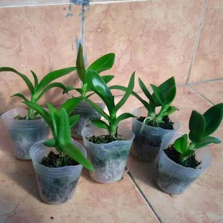 READY STOCK Seedling Anggrek Dendrobium Black Papua - Hitam Papua ,.,.,.,,