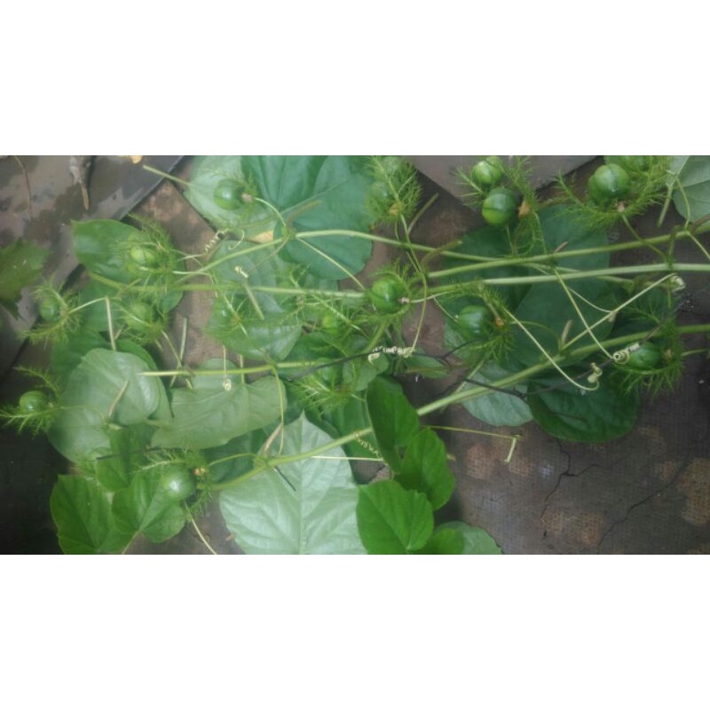 Bibit tanaman rambusa markisa hutan markisa mini