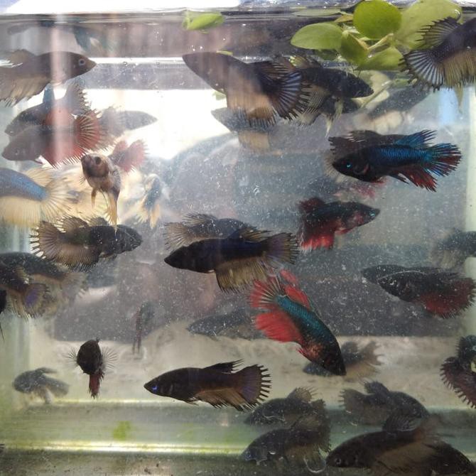 Ikan Cupang Betina Serit Ct