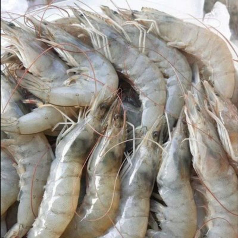 

KHUSUS BANJAR ¦ Udang Segar 500 Gram Size Sedang Fresh Tiap Hari