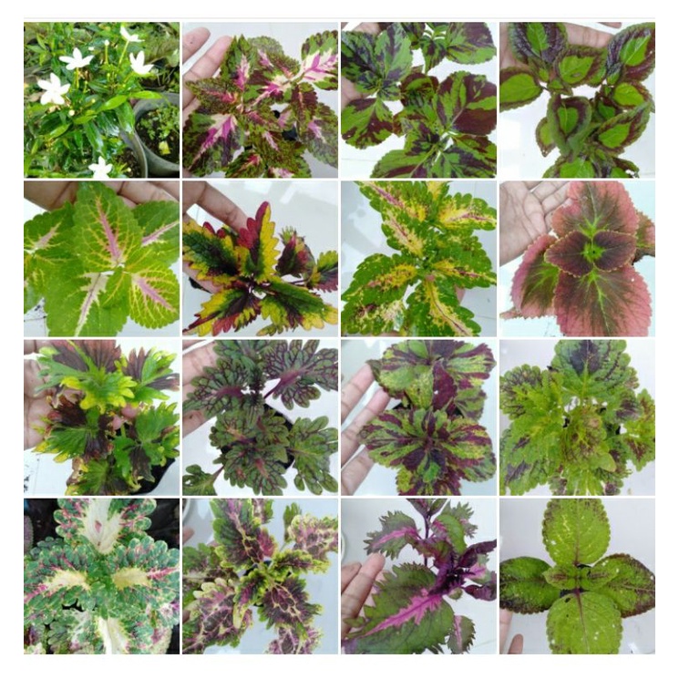 macam-macam tanaman hias miana premium /miana import/berakar